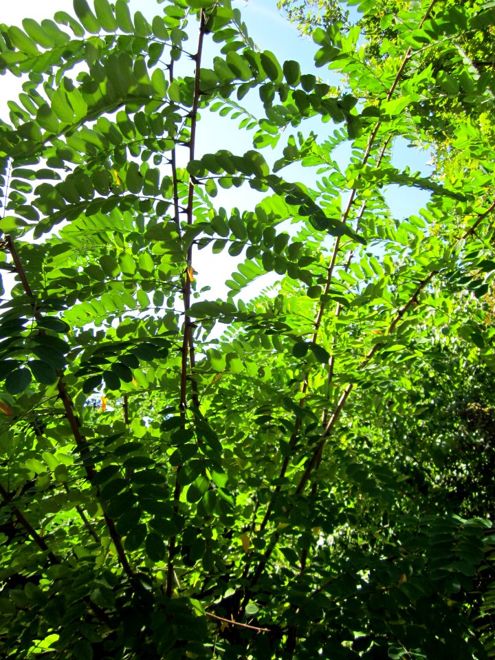 20120906Robinie Hockenheim1