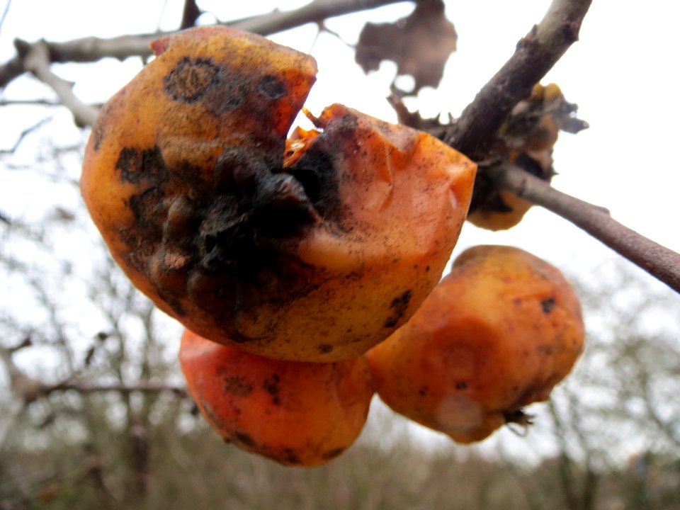 20140201Apfel1