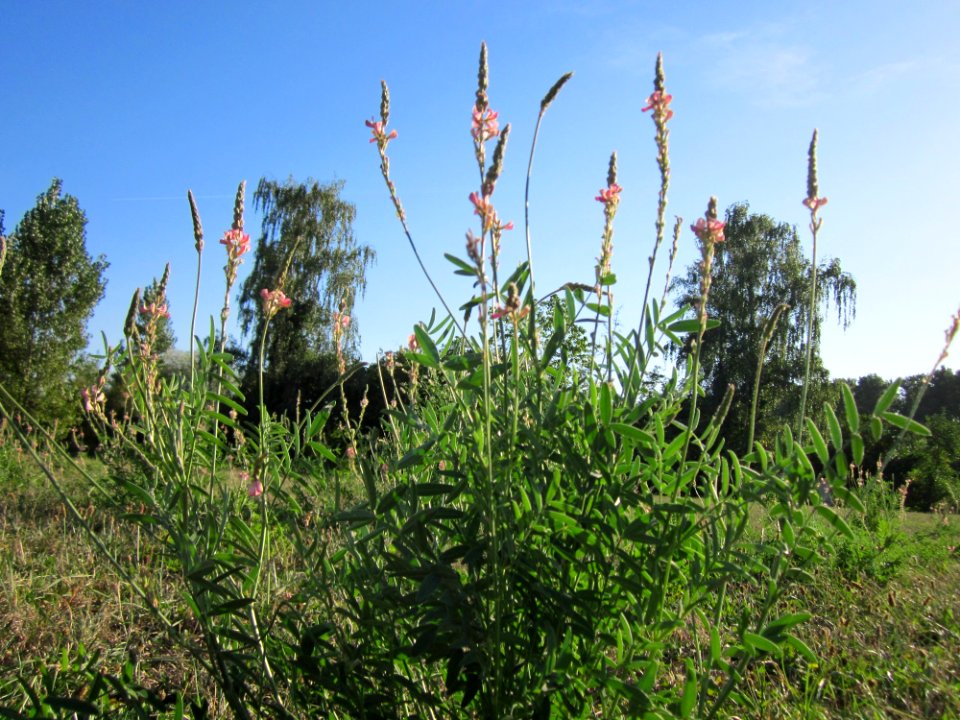 20120906Saat-Esparsette Altlussheim1