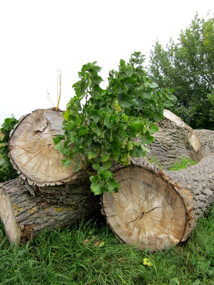20120905Schwarzpappel Altlussheim