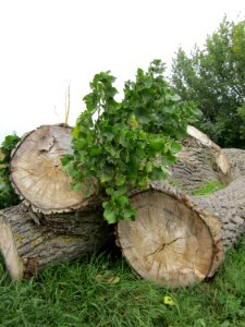 20120905Schwarzpappel Altlussheim