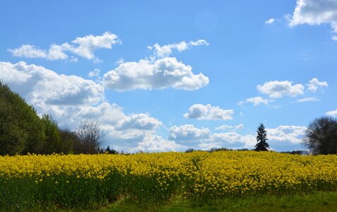 Culture plant fields