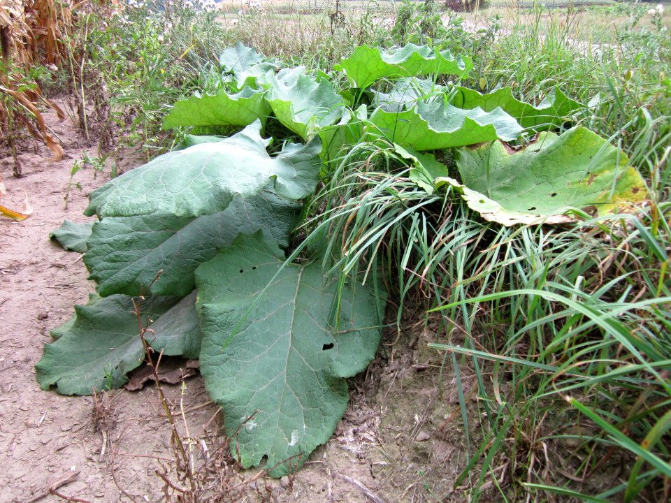 20120905Grosse Klette Altlussheim5