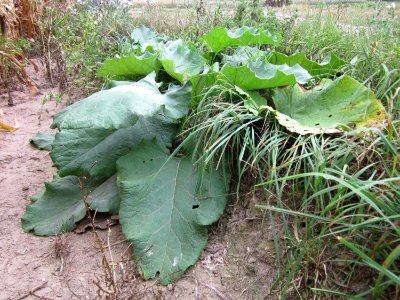 20120905Grosse Klette Altlussheim5