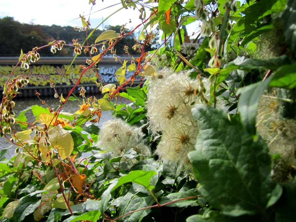 20120929Waldrebe Saarbruecken