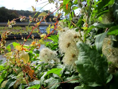 20120929Waldrebe Saarbruecken