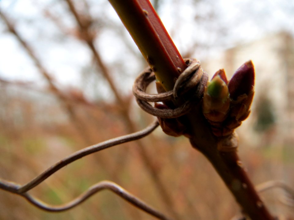20140210Forsythie Hockenheim09