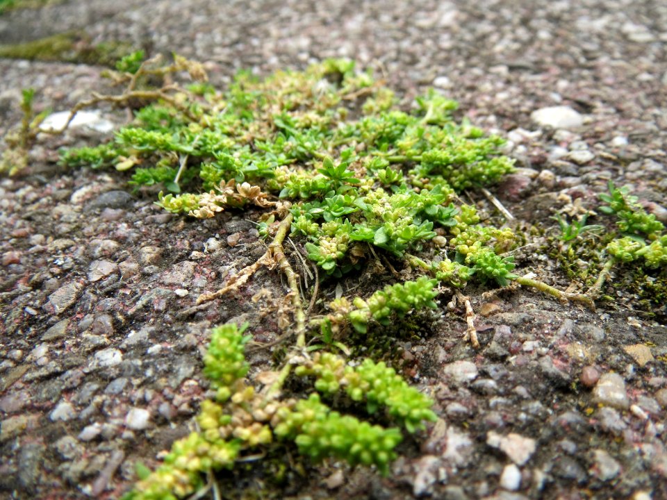 20140825Herniaria glabra2