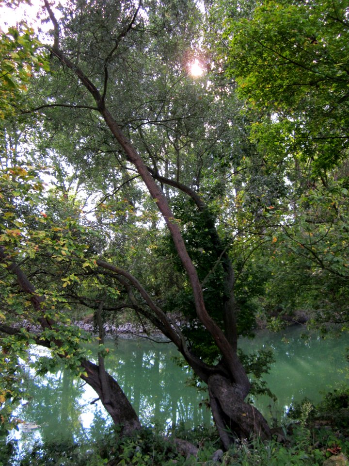 20120909Rheinauen Altlussheim6