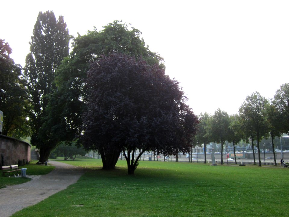 20120914Acer platanoides1
