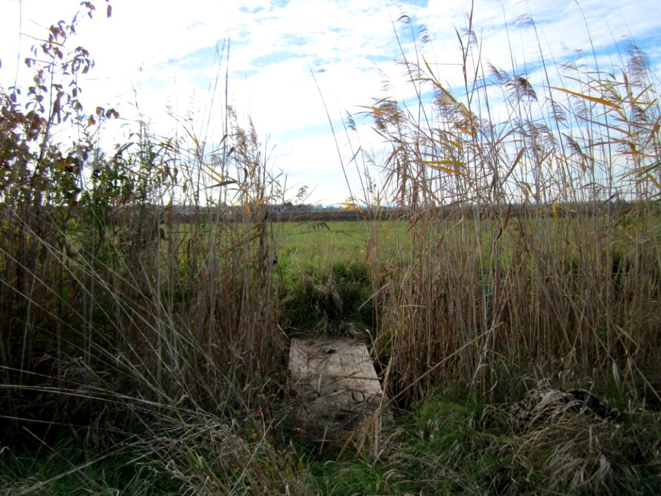 20121028Hockenheimer Rheinbogen14