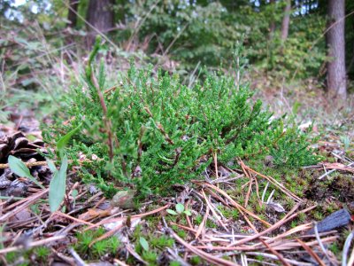 20121006Besenheide Schwetzinger Hardt