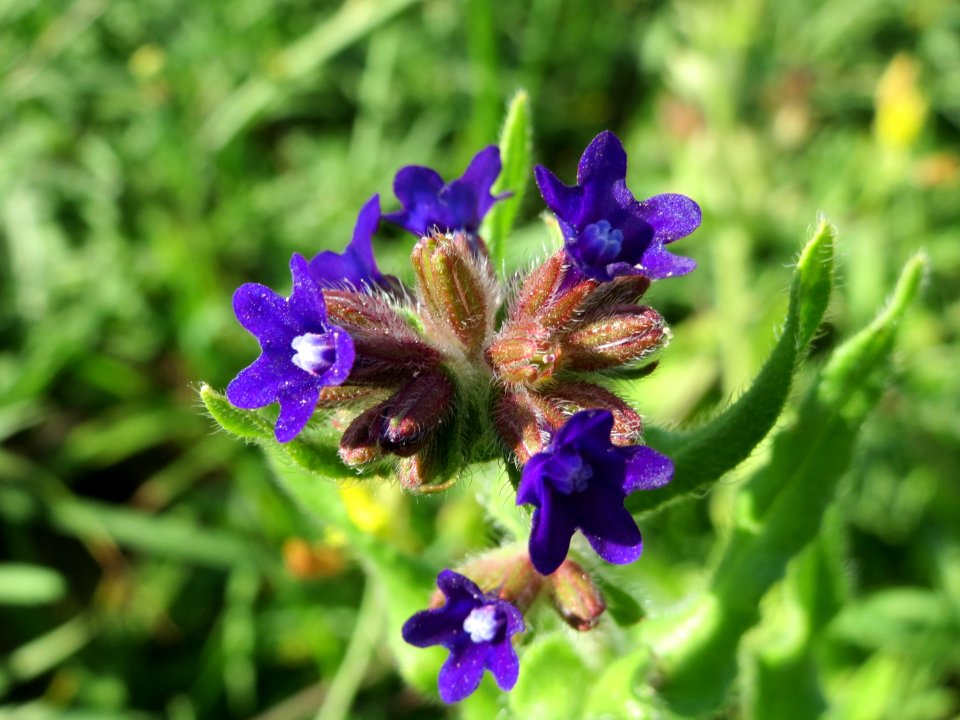 20140827Anchusa officinalis2