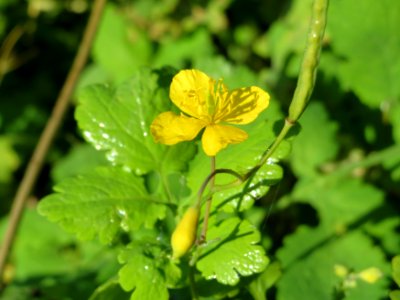 20141014Chelidonium majus2