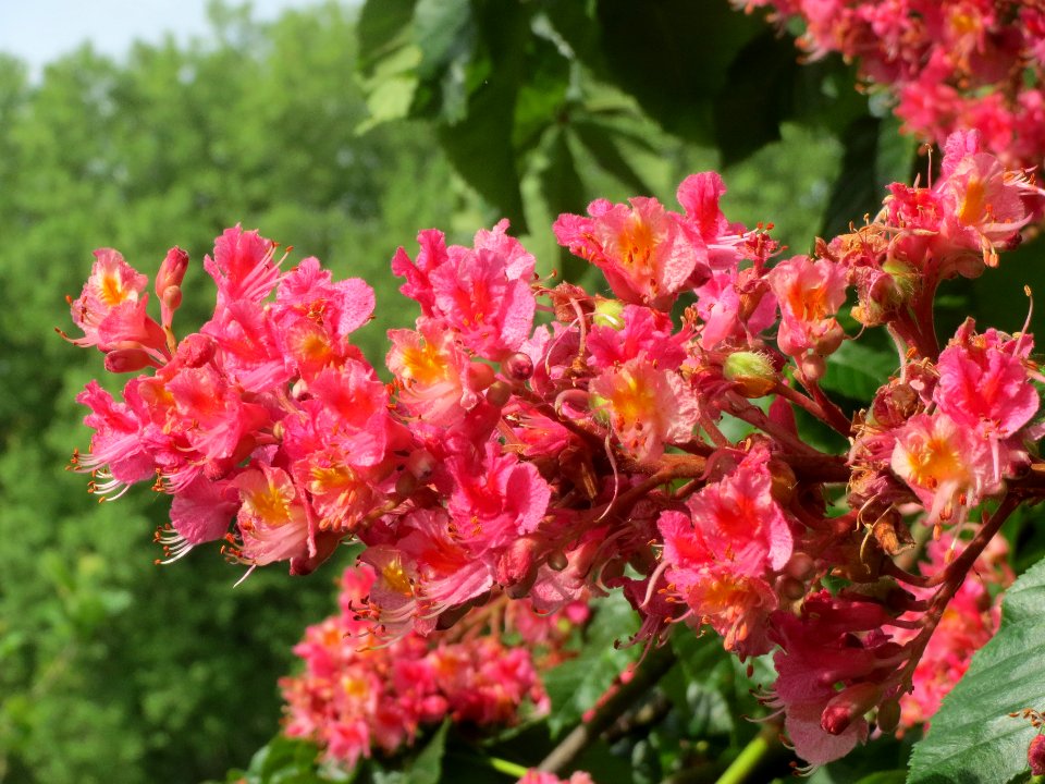 20140502Aesculus × carnea3