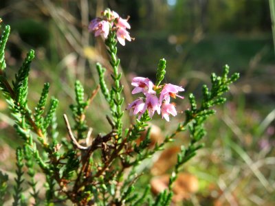 20140926Calluna vulgaris2