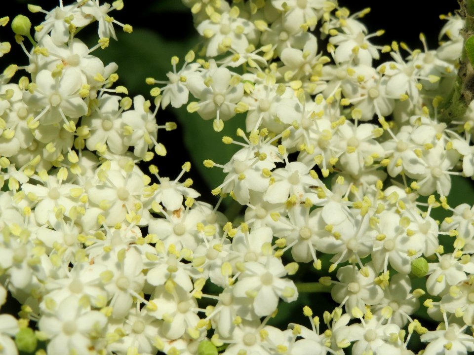 20140430Sambucus nigra2