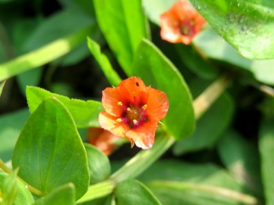20140727Lysimachia arvensis1