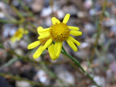 20141009Senecio inaequidens photo