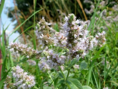 20140727Mentha suaveolens2