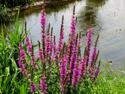 20140727Lythrum salicaria