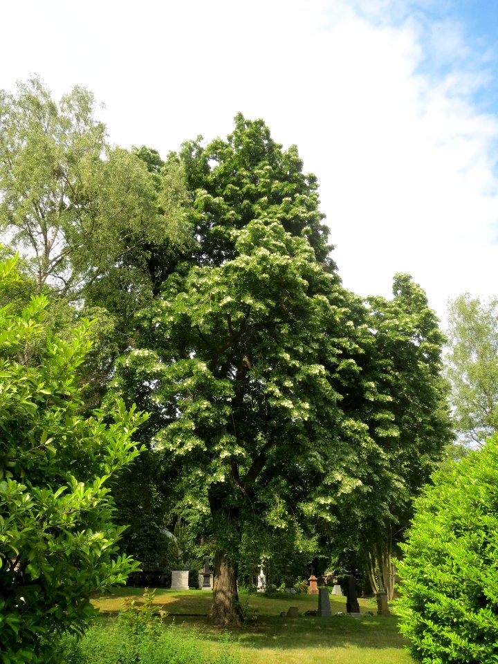 20140602Tilia tomentosa2
