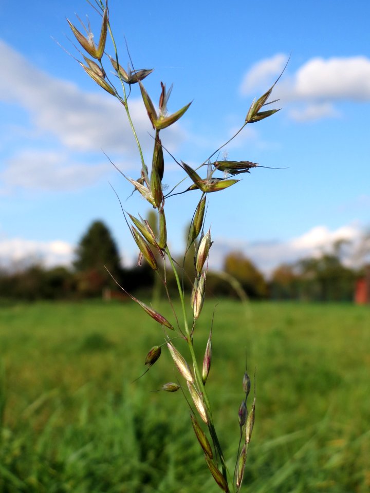 20141014Arrhenatherum elatius1