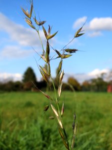 20141014Arrhenatherum elatius1