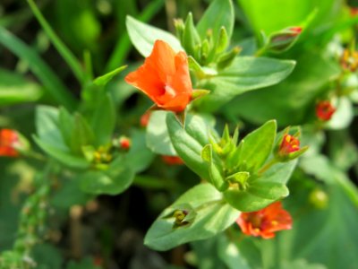 20140727Lysimachia arvensis2