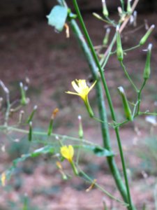 20140914Mycelis muralis4