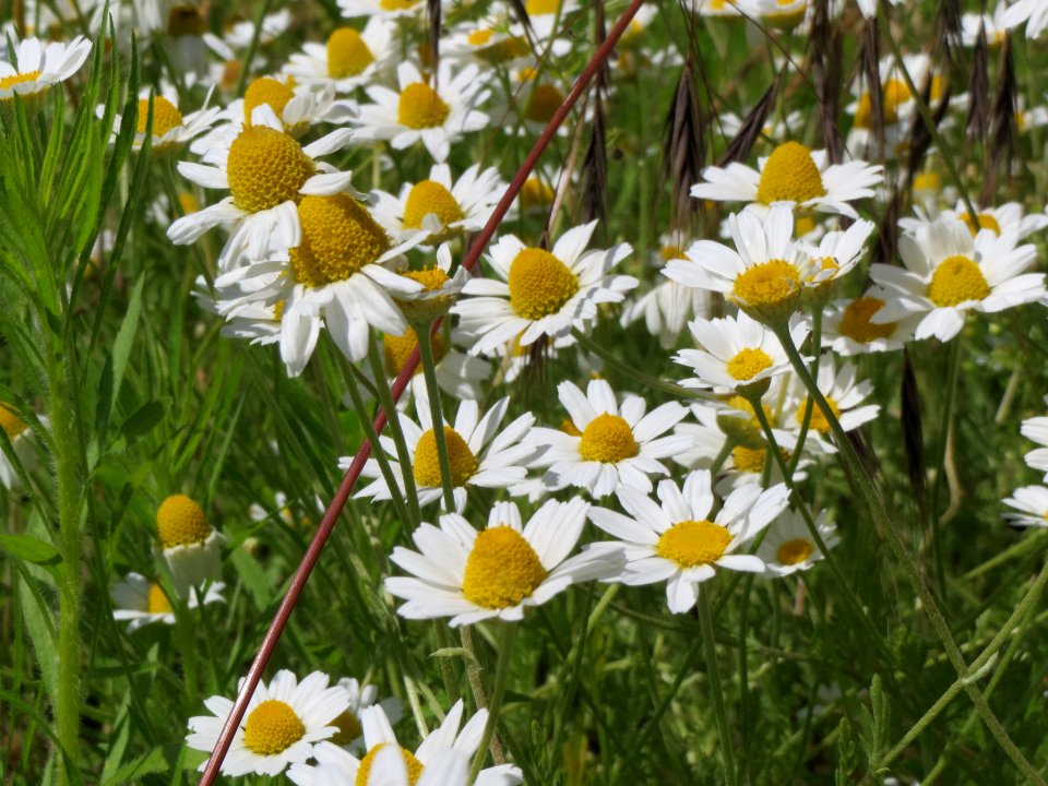 20140606Anthemis arvensis
