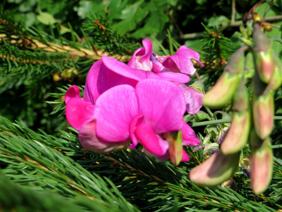 20140716Lathyrus latifolius2