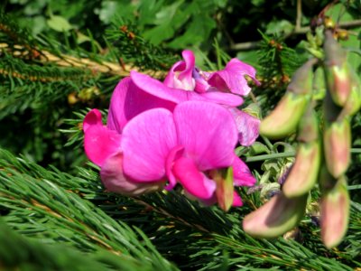 20140716Lathyrus latifolius2
