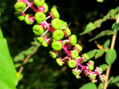 20140926Phytolacca americana2