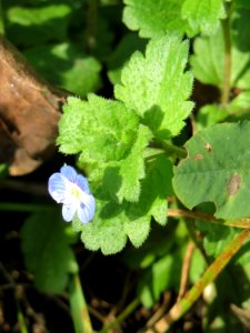 20141015Veronica persica2