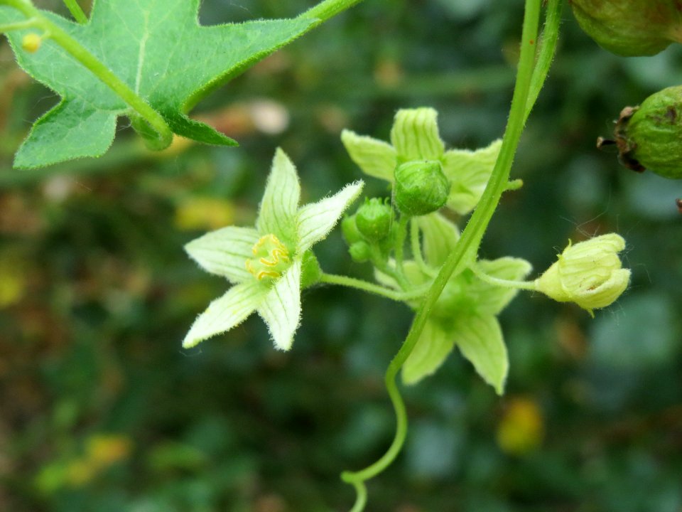 20140627Bryonia dioica7