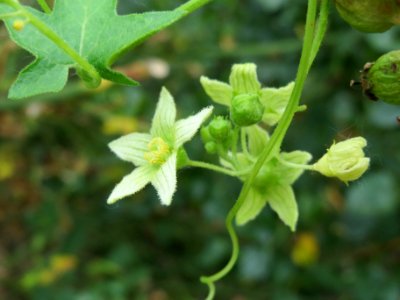 20140627Bryonia dioica7