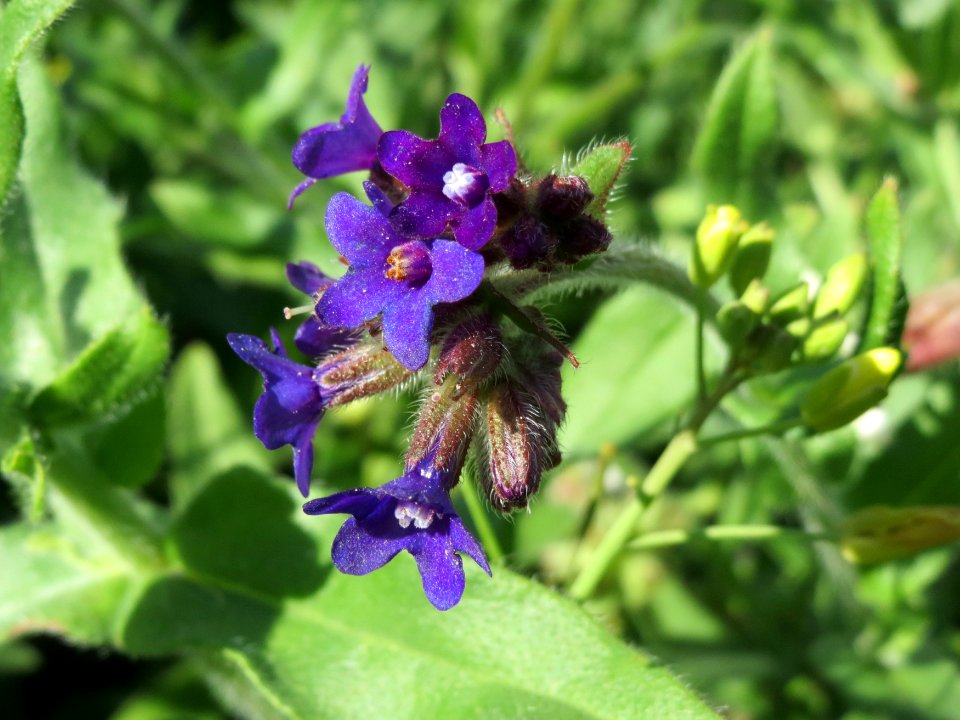 20140827Anchusa officinalis4