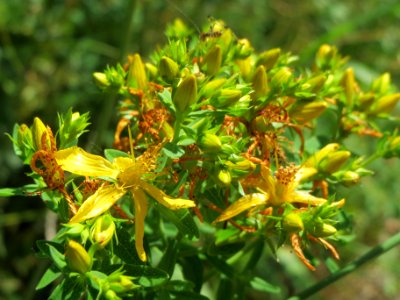 20140606Hypericum perforatum2