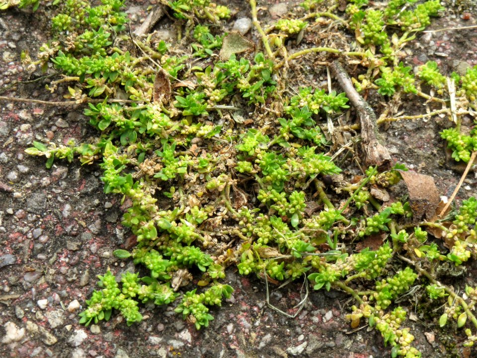 20140825Herniaria glabra1