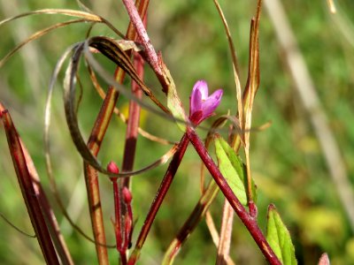 20140827Epilobium ciliatum2