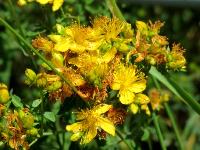 20140606Hypericum perforatum1