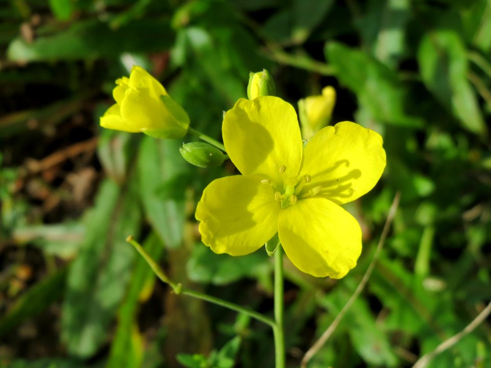 20141017Diplotaxis tenuifolia2