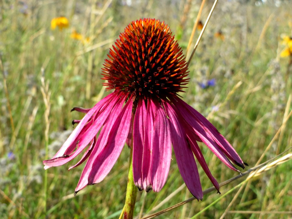 20140827Echinacea purpurea4