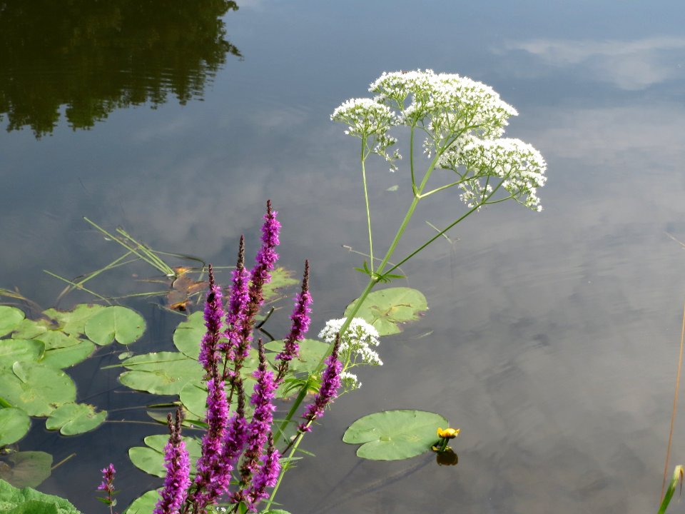 20140716Baldrian Blutweiderich