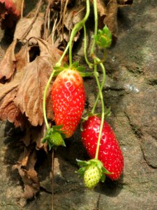 20141005Fragaria x ananassa