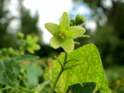 20140630Bryonia dioica4