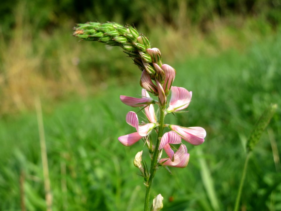 20140727Onobrychis viciifolia1