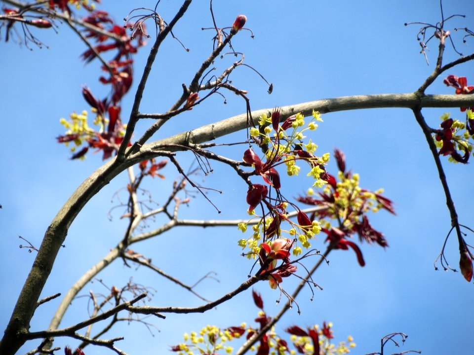 20140406Ahorn Altlussheim07