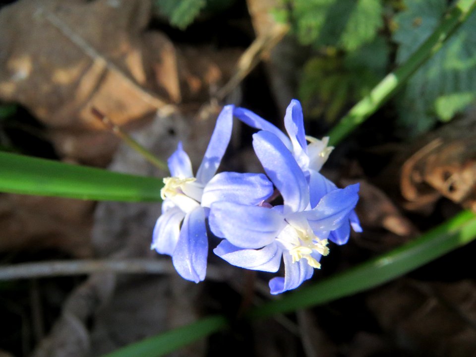 20140319Scilla luciliae04